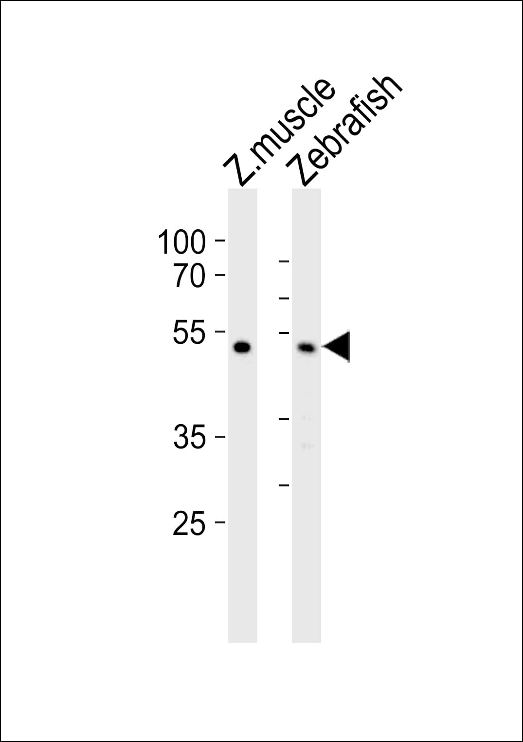 CHST1 Antibody (aa341-375)