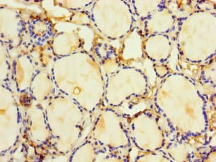 HDAC1 Antibody