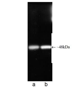 PSMC5 / SUG1 Antibody (clone p45-110)