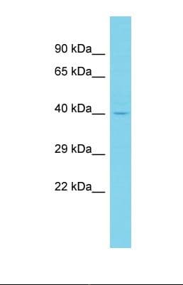 CCDC81 Antibody (aa199-248)