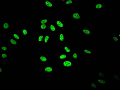 HIST1H3A Antibody