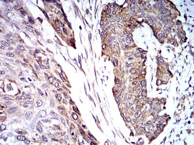 TRIM25 Antibody (clone 5B5B10)