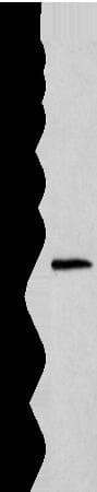 Histone H1t Antibody