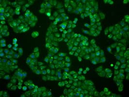 BTN3A2 Antibody (clone 1A6, Carrier-free)
