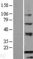 BATF Protein (Over-Expression Lysate Myc-DDK (Flag))