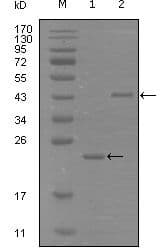 EPHA8 / EPH Receptor A8 Antibody (Amino Acid: 70-150, clone 9A12D8)