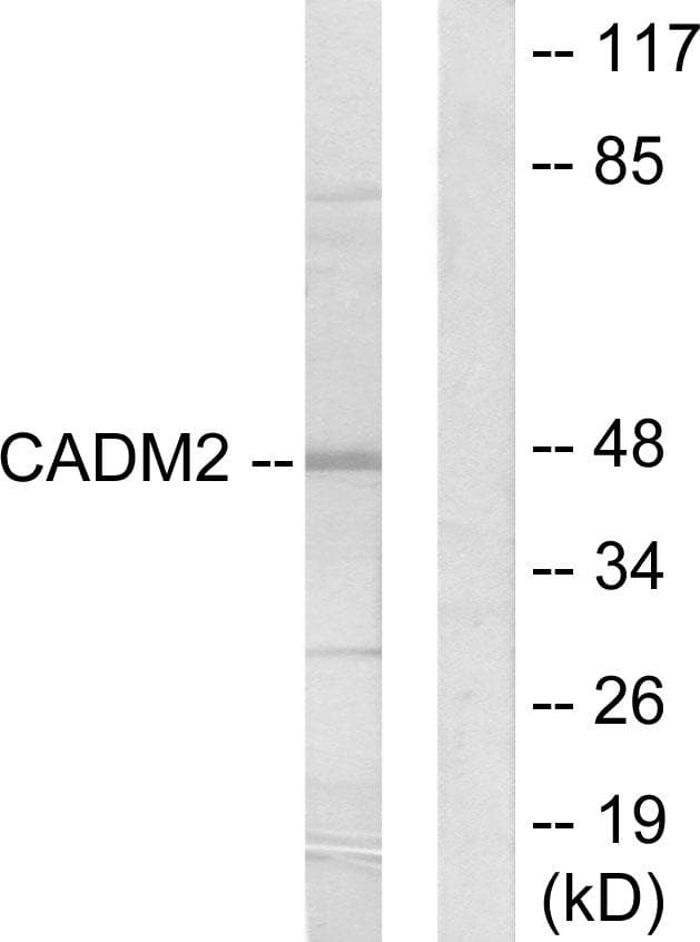 CADM2 Antibody