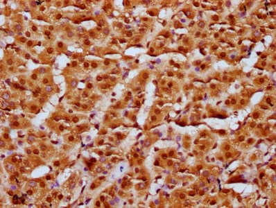 HIST1H4I Antibody