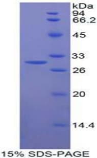 Human MFNG / Manic Fringe Protein (Recombinant His-T7)