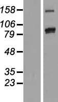PCDHAC2 Protein (Over-Expression Lysate Myc-DDK (Flag))