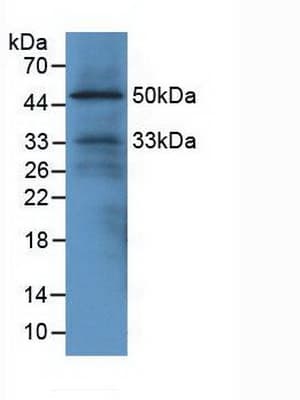 EGFL7 Antibody (aa22-275, PE)