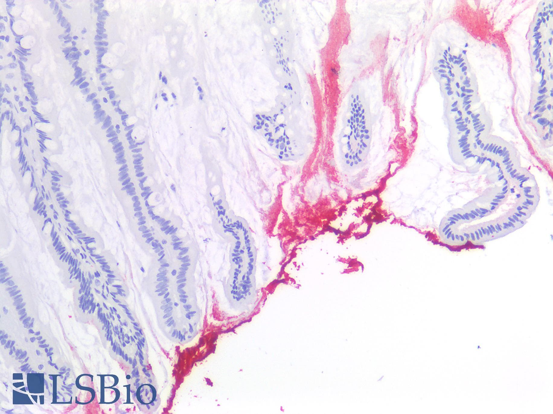 PathPlus™ SSEA-1 / Lewis x / CD15 Antibody (clone MMA)