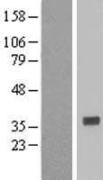 HMT / HNMT Protein (Over-Expression Lysate Myc-DDK (Flag))