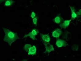 LENG1 Antibody (clone OTI1E8)