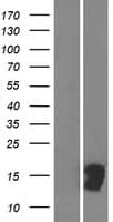 CTXN3 Protein (Over-Expression Lysate Myc-DDK (Flag))