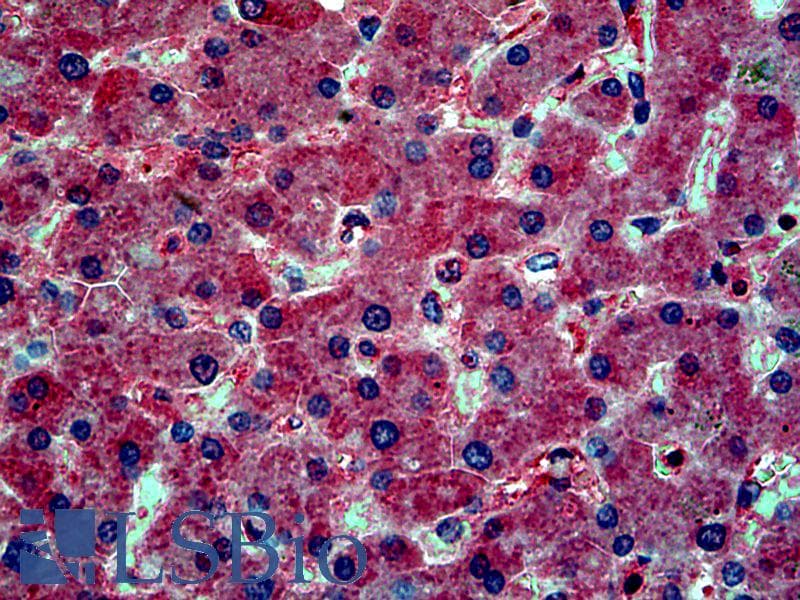 CD59 Antibody (clone YTH53.1, RPE)