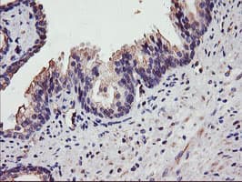 DGKA Antibody (clone OTI4A11, Carrier-free)