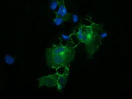 CD33 Antibody (clone OTI2F8)