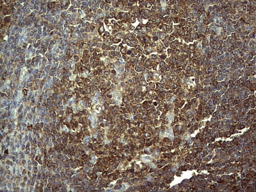 PKM2 Antibody (clone 1G10)