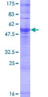 Human OR4D10 Protein (Recombinant GST)