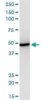 Monoclonal Mouse anti-Human EIF2S2 Antibody (clone 2F3, IHC, WB)