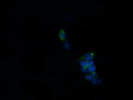 ROMO1 Antibody (clone OTI5G8, Carrier-free)