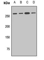 GOLGA4 / GCP2 Antibody
