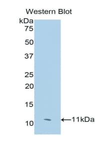 CEACAM7 Antibody (aa147-231)