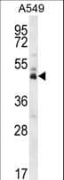 IHC-plus™ DUX4 Antibody (aa376-404)