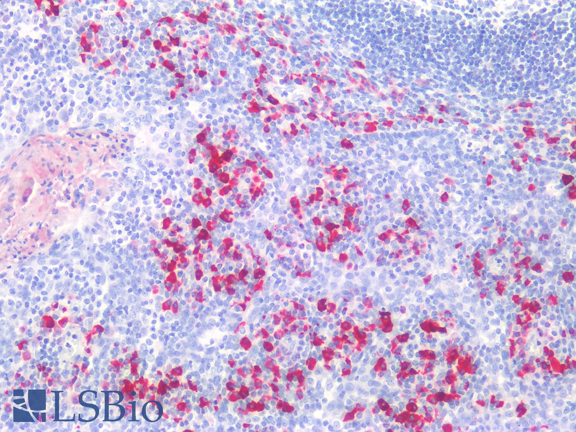 IHC-plus™ JCHAIN / Ig J Chain Antibody (clone OTI2B1)