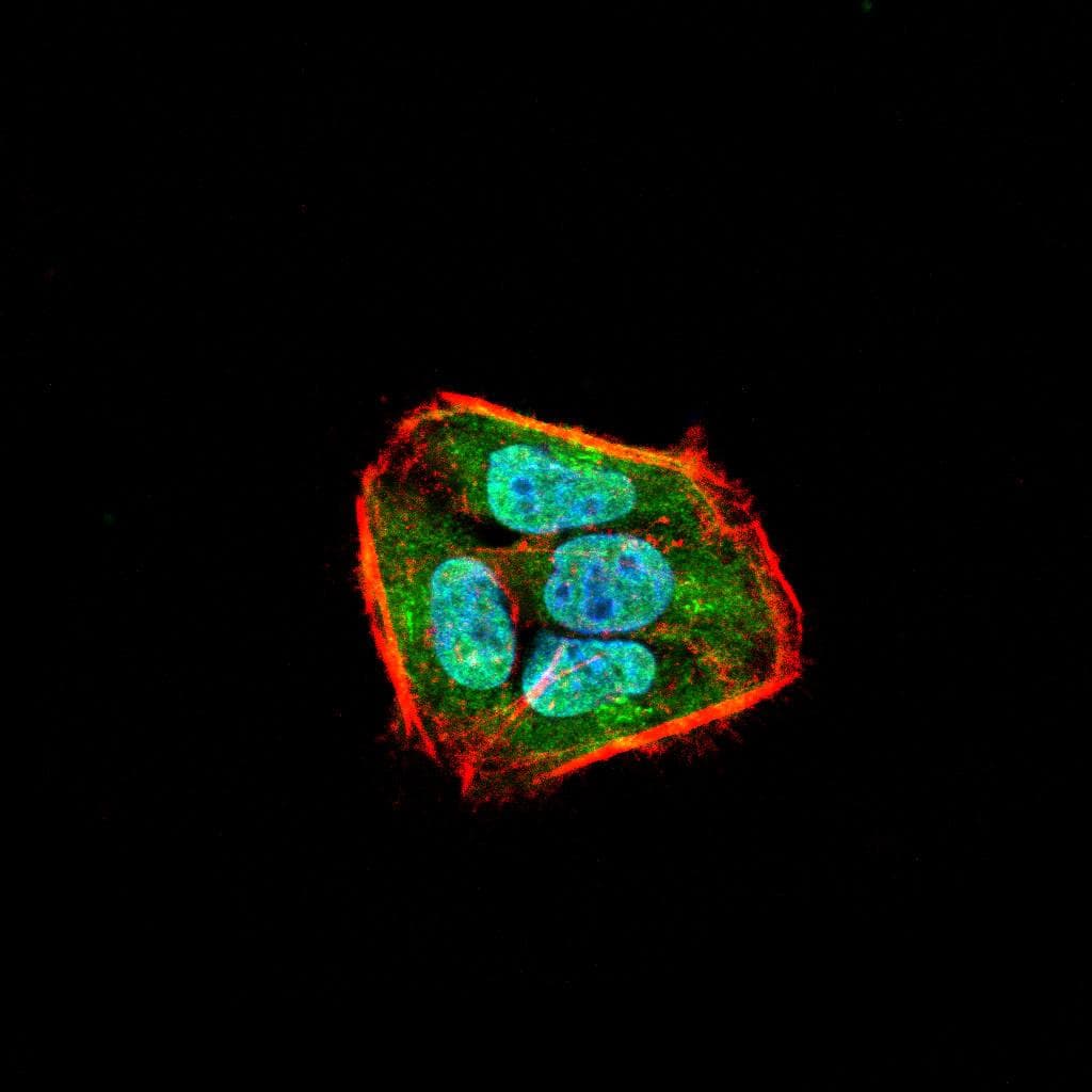 SSH1 Antibody (clone 1A5C8)