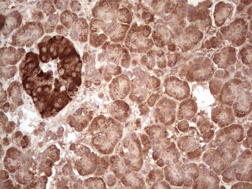 Monoclonal Mouse anti-Human ABAT Antibody (clone OTI6C9, Carrier-free, aa29-323, IHC, WB)