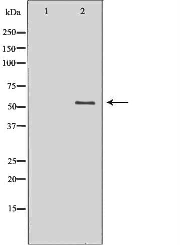 PDZK1 Antibody