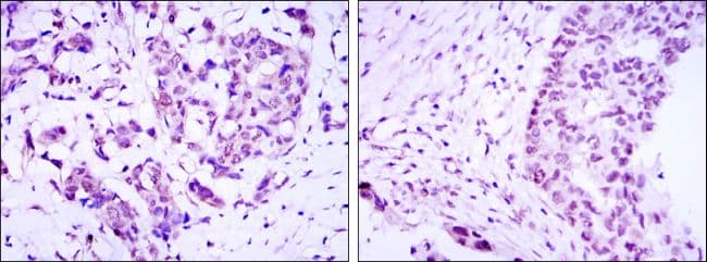 CRTC3 Antibody (clone 5G9)