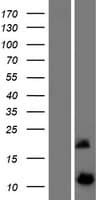 DYNLRB2 Protein (Over-Expression Lysate Myc-DDK (Flag))