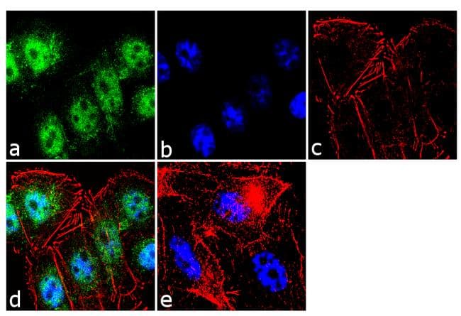 NR2C1 Antibody