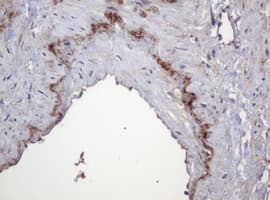 PARVB Antibody (clone OTI2H1)