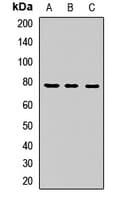 Polyclonal Rabbit anti-Human GPSM2 / LGN Antibody (WB)