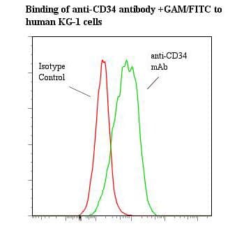 CD34 Antibody (clone 43A1, Azide-free)