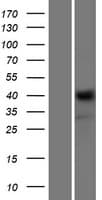 NRXN1 / Neurexin 1 Protein (Over-Expression Lysate Myc-DDK (Flag))