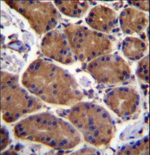 Junctin / ASPH Antibody (aa294-323)
