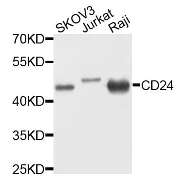 CD24 Antibody