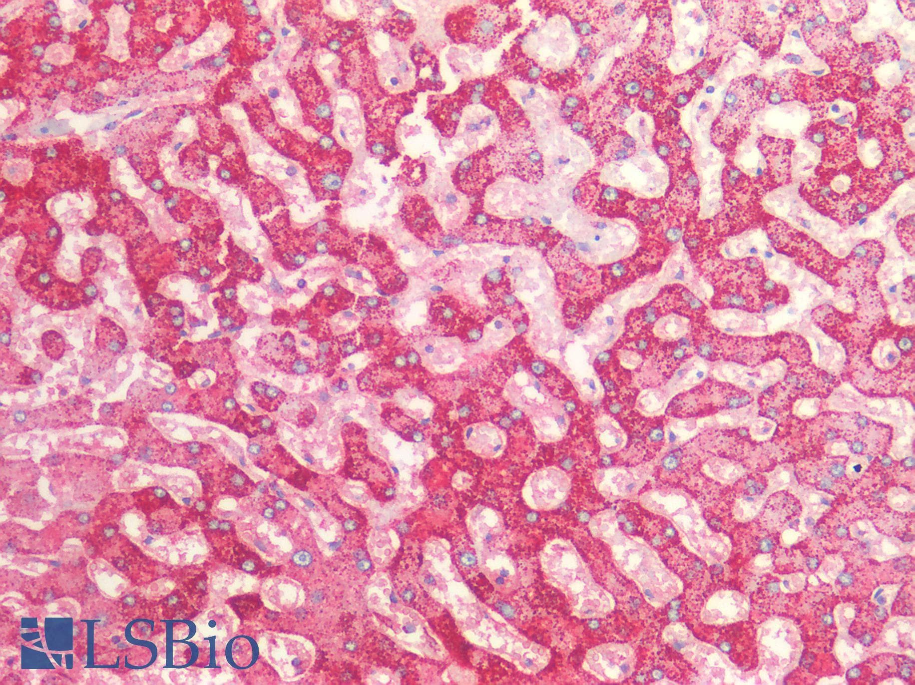 Monoclonal Mouse anti-Human HSPD1 / HSP60 Antibody (IHC, WB)