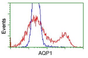 IHC-plus™ AQP1 / Aquaporin 1 Antibody (clone 10C11)