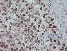 SLA2 / SLAP2 Antibody (clone OTI1F7)