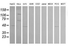 CPA2 Antibody (clone OTI3D8)