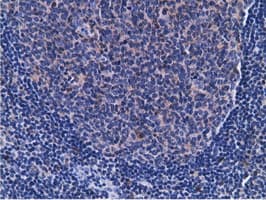 CD80 Antibody (clone OTI2B11)