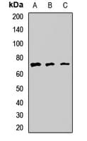 PKD3 / PRKD3 Antibody