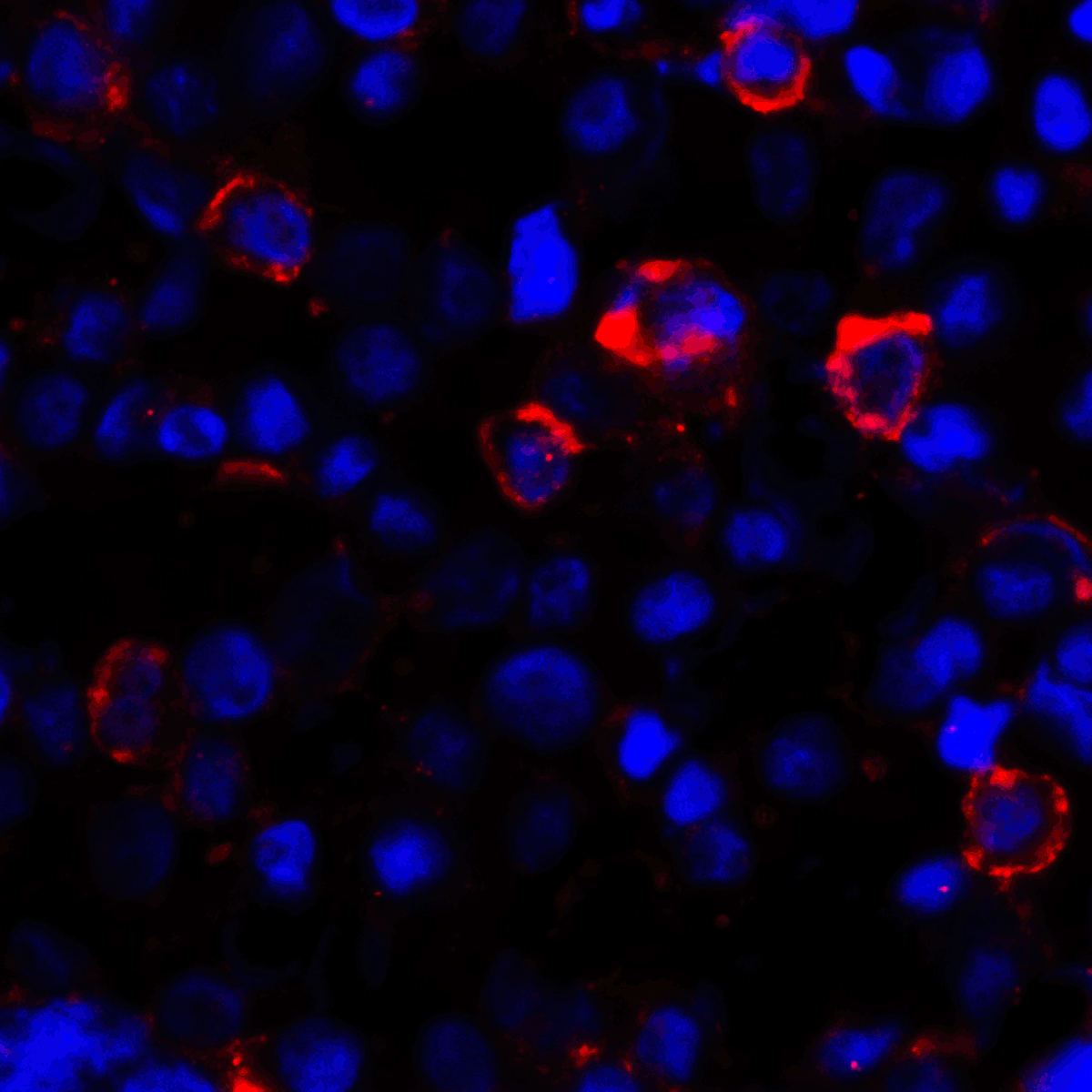 CD80 Antibody (clone 7A2)