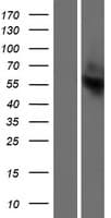 OR13C2 Protein (Over-Expression Lysate Myc-DDK (Flag))